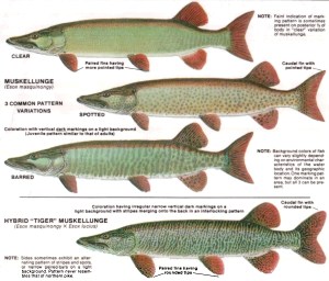 These are Muskies
