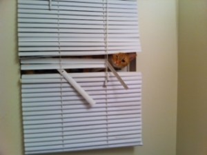 Who wouldn't want to adopt this fun little creature