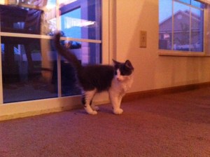 The newest little bundle of fur!