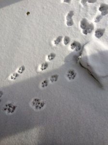 Perfect paw prints in the snow. 30/365