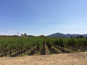 Welcome to wine country!