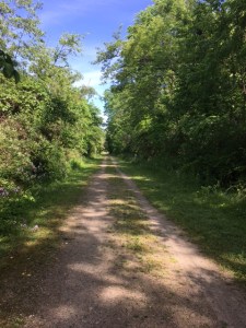 Beautiful morning on the trail