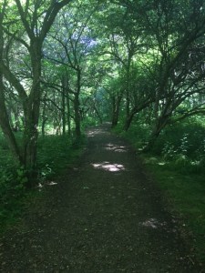 A little bit of shade for my sanity. 